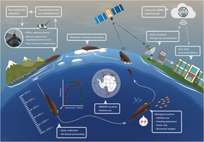 Animal Borne Ocean Sensors – AniBOS – An Essential Component of the Global Ocean Observing System